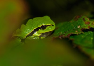Lvgroda (Hyla arborea)