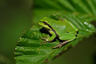 Lvgroda (Hyla arborea)
