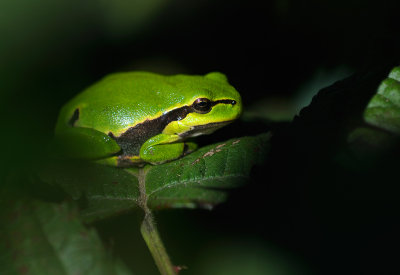 Lvgroda (Hyla arborea)