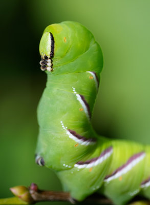 Ligustersvrmare (Sphinx ligustri)