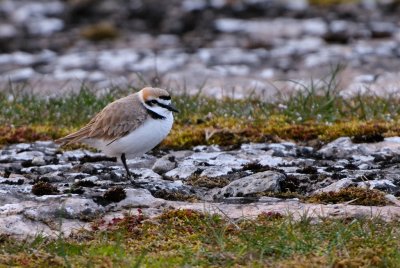 Svartbent strandpipare - Kentish Plover