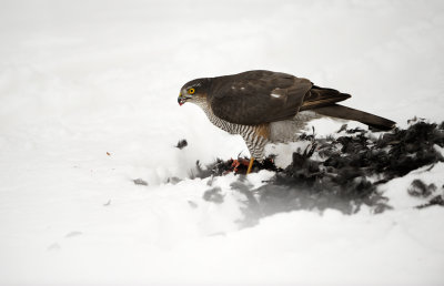 Sparvhk - Sparrowhawk