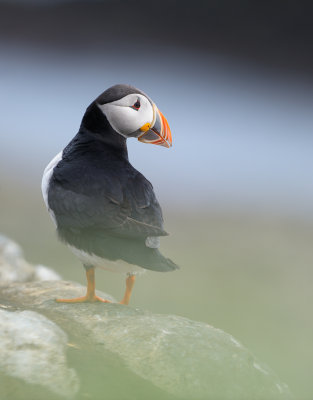 Lunnefgel (Fratercula arctica)