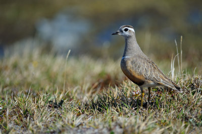 Fjllpipare - Eurasian Dotterel