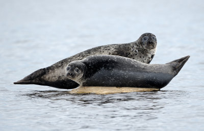 Knubbsl (Phoca vitulina)