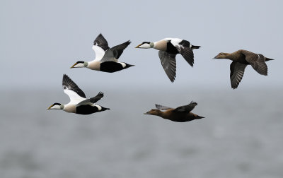 Common Eider