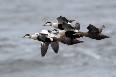 Common Eider