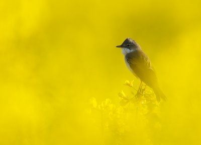 Common Whitethroat