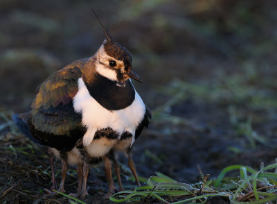 Northern Lapwing with chicks