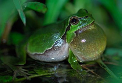 Lvgroda (Hyla arborea)