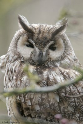 Gufo comune ( long eared owl)