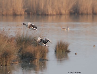 Oca-selvatica ( Greylag goose)-b076.jpg