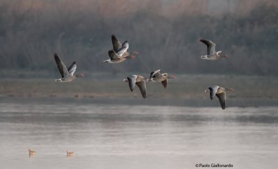 Oca-selvatica (Greylag goose)-b090.jpg