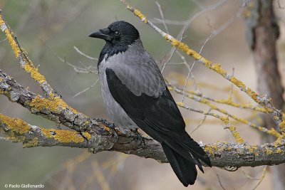 Cornacchia grigia ( Hooded Crow)_001.jpg