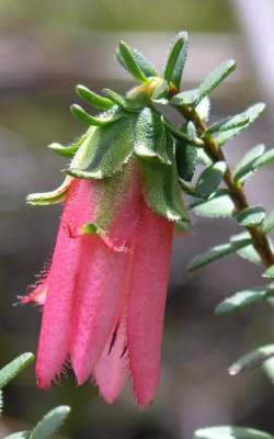 Pc250816.jpg