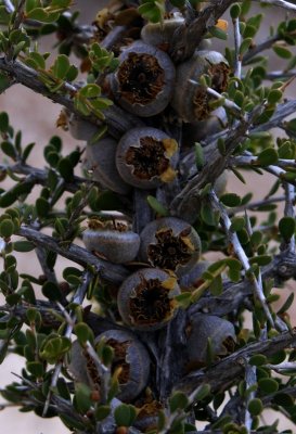 Pc291156.jpg