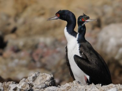 Cormorans de Bougainville / Guanay Cormorant