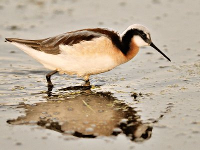 Phalarope de Wilson