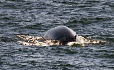 Bar Harbor - Whale