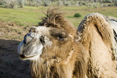 Yengui Gazgen - Camel
