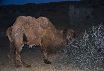 Yengui Gazgen - Camel in the night