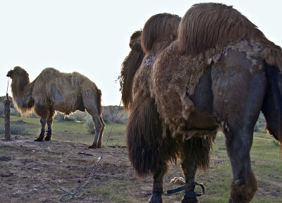 Yengui Gazgen - Camels at dawn