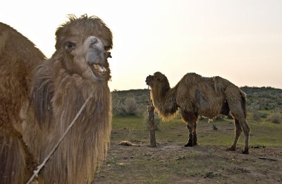 Yengui Gazgen - Camels at dawn