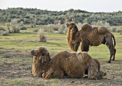 Yengui Gazgen - Camels