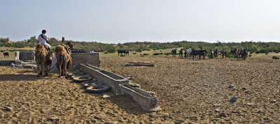 Thirsty droves aroud a drained well