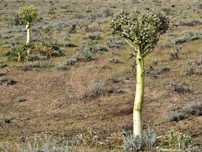 Balsa tree (Local species)