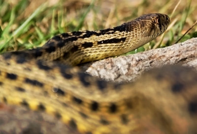 San Diego Gopher Snake