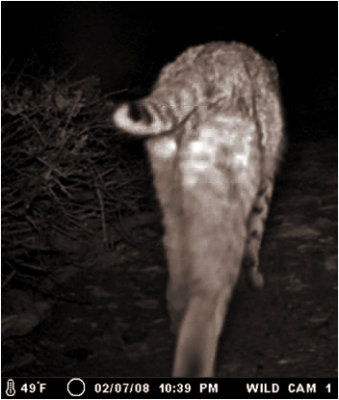 Bobcat, The Rear End