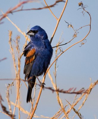 Blue Grosbeak