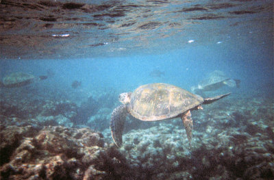 Sea Turtles off Kauai Coast