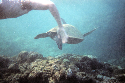 Sea Turtles off Kauai Coast