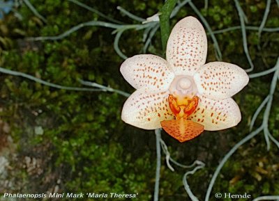 Phalaenopsis Mini Mark 'Maria Theresa'