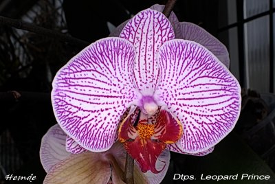 Doritaenopsis Leopard Prince