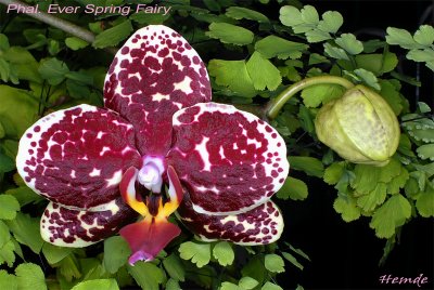 Phalaenopsis Ever Spring Fairy