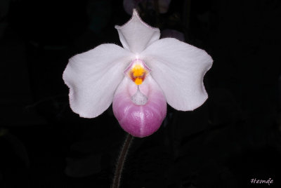 Paphiopedilum delenatii