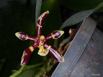 Phalaenopsis mannii 'Mahogany'