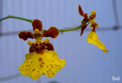 Oncidium carcatum