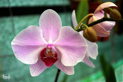 Phalaenopsis NoID