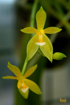 Phalaenopsis cornu-cervi 'flava'