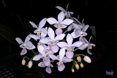 Phalaenopsis equestris albescens