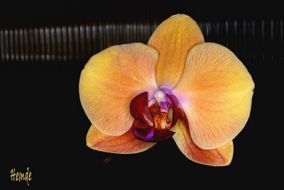 Doritaenopsis Sin-Yuan Golden Beauty