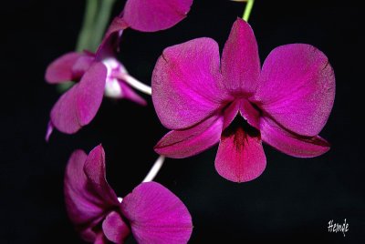 Dendrobium biggibum hybrid