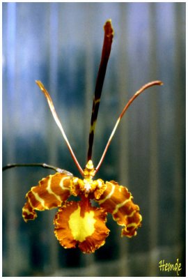 Oncidium (Psychopsis) papilio