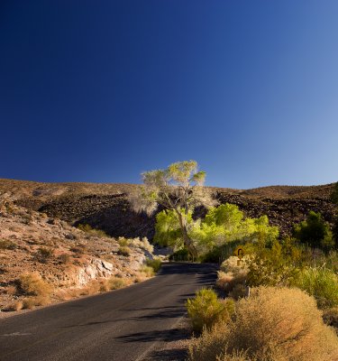 Private Oasis in Death Valley