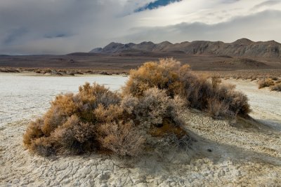 Black Rock Playa