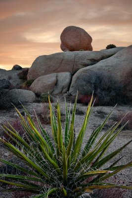 Joshua Tree NP